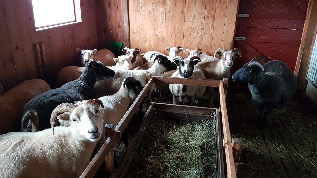 Klara'S Farm Holidays Hella Eksteriør bilde