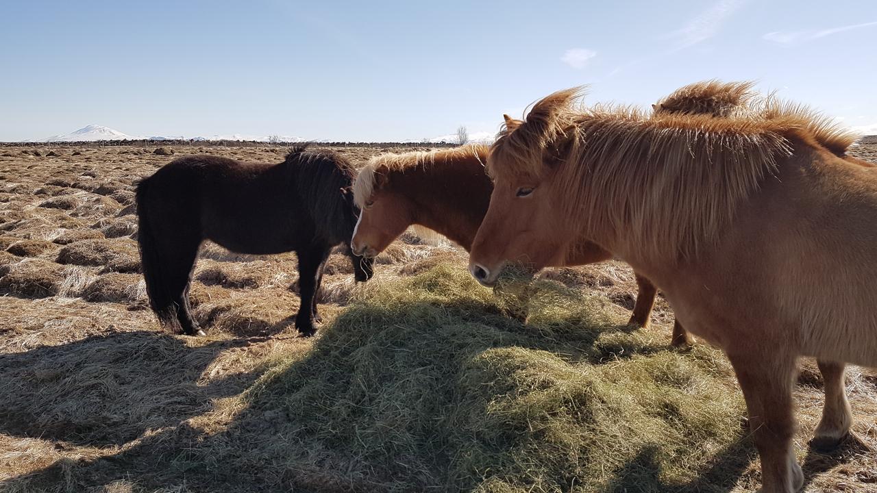 Klara'S Farm Holidays Hella Eksteriør bilde